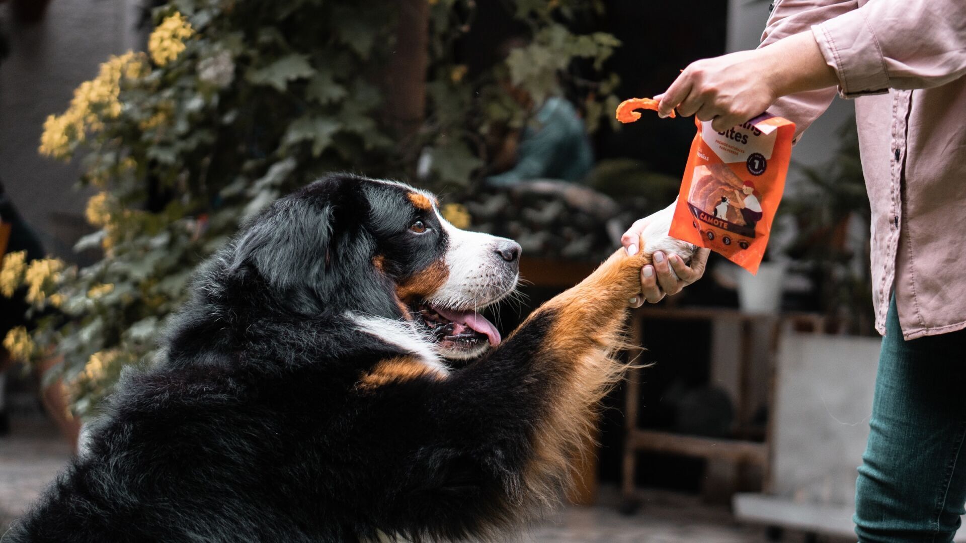 Dog treats